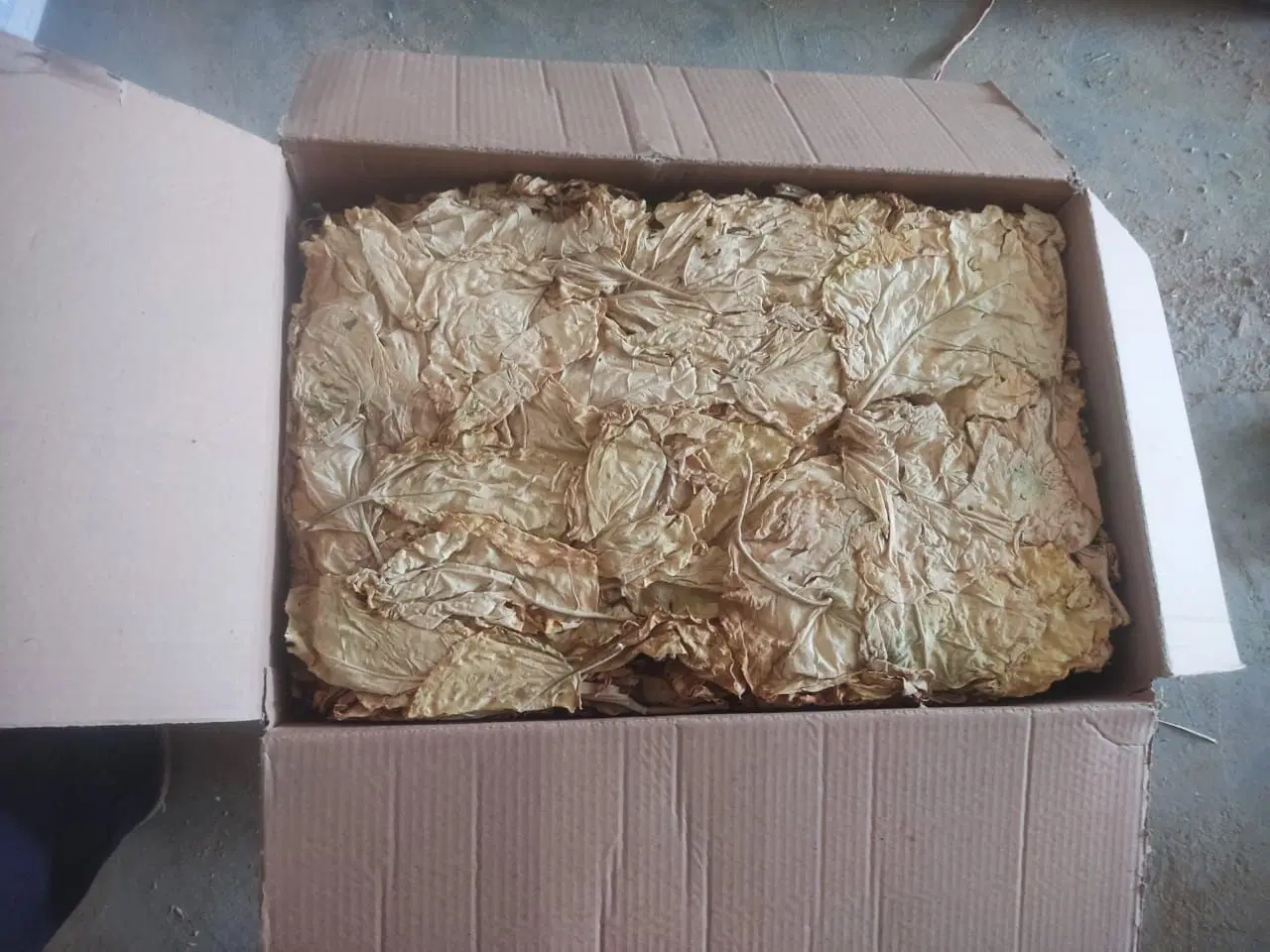 کاهو|عمده‌فروشی|کازرون, |دیوار