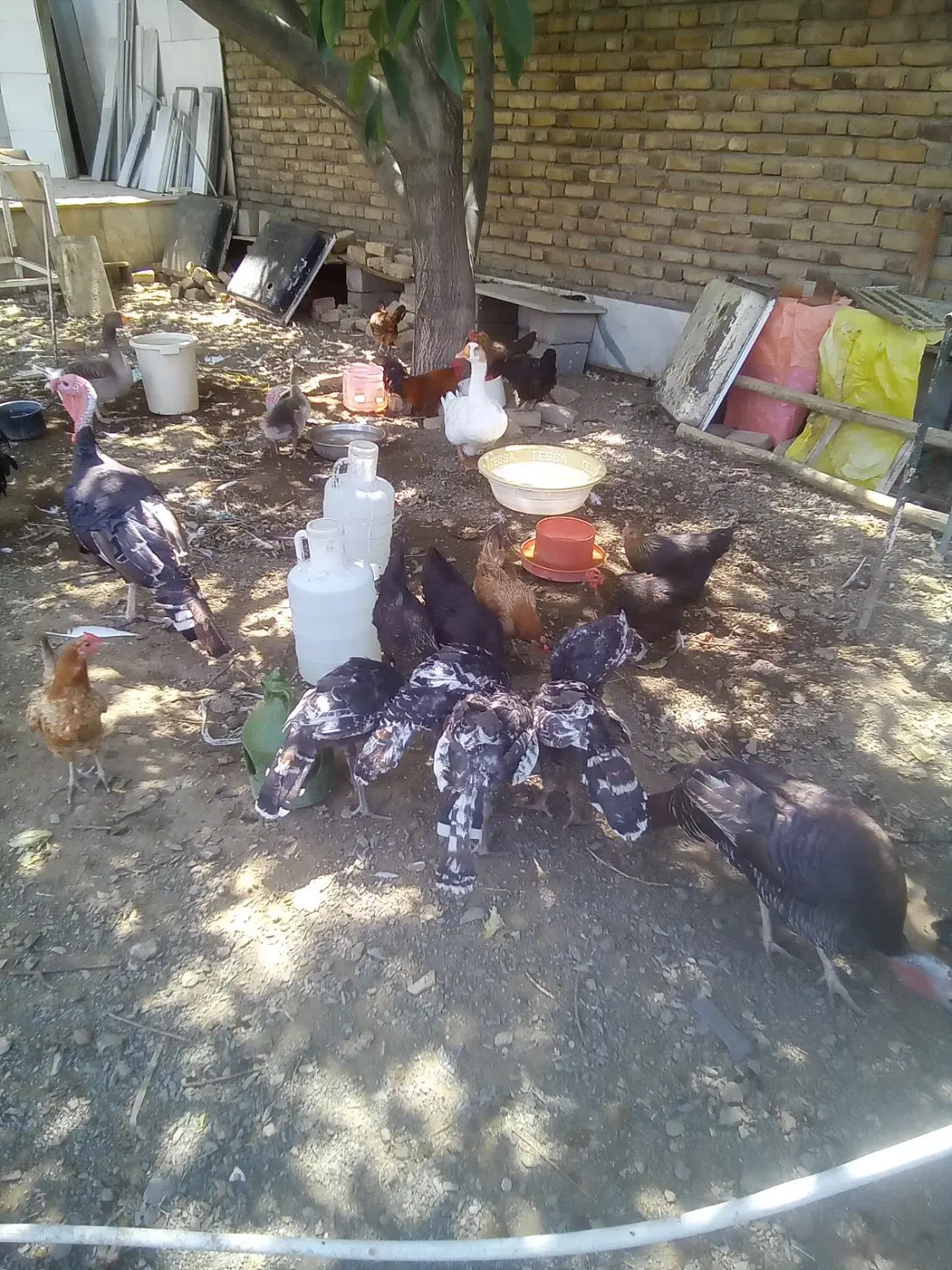 قو قاز|حیوانات مزرعه|سنندج, |دیوار