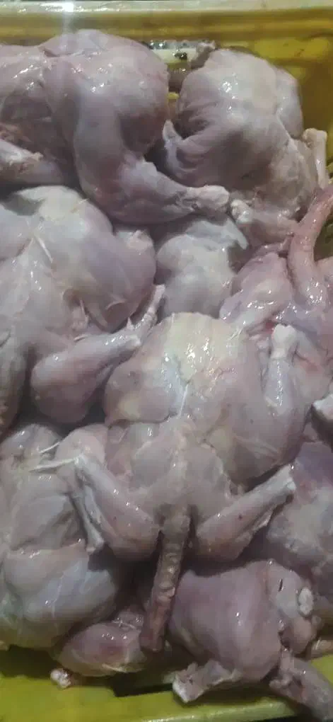 غذای سگ|لوازم جانبی حیوانات|گنبد کاووس, |دیوار