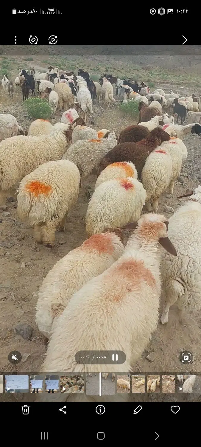 بره نر|حیوانات مزرعه|گناباد, |دیوار
