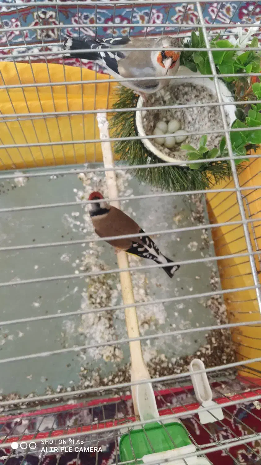 سهره گمشده|حیوانات|شیراز, سعدیه شمالی|دیوار