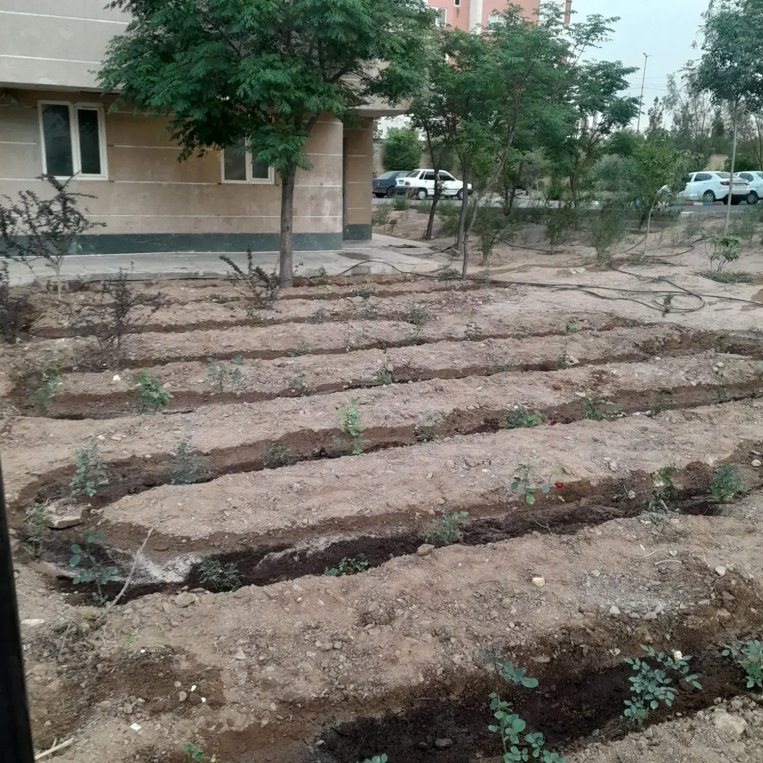 گل ودرخت|گل و گیاه طبیعی|قم, شهرک فاطمیه|دیوار