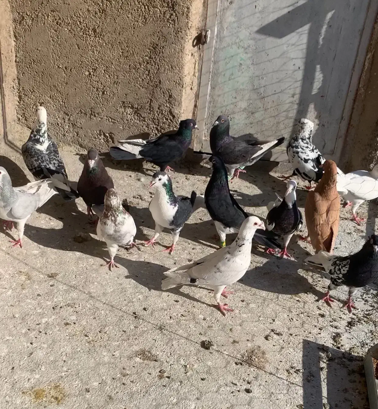 کبوتر|پرنده|شیراز, جوادیه|دیوار