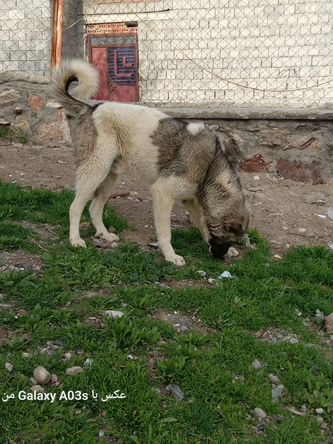 سگ۱۰ ماهه|سگ|مراغه, |دیوار