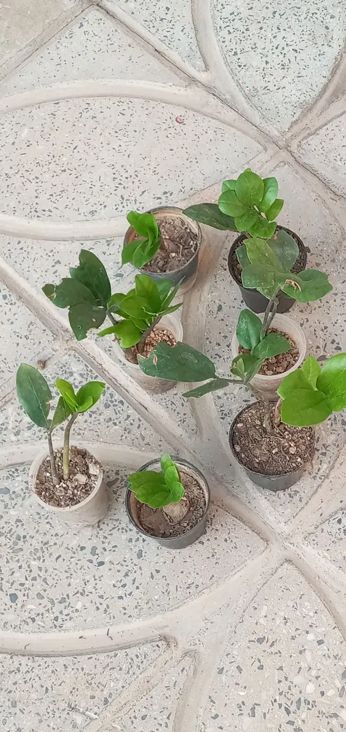 ماهی|ماهی|آبدانان, |دیوار