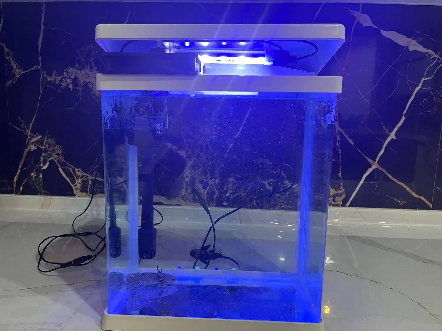 اکواریوم|ماهی|یزد, |دیوار