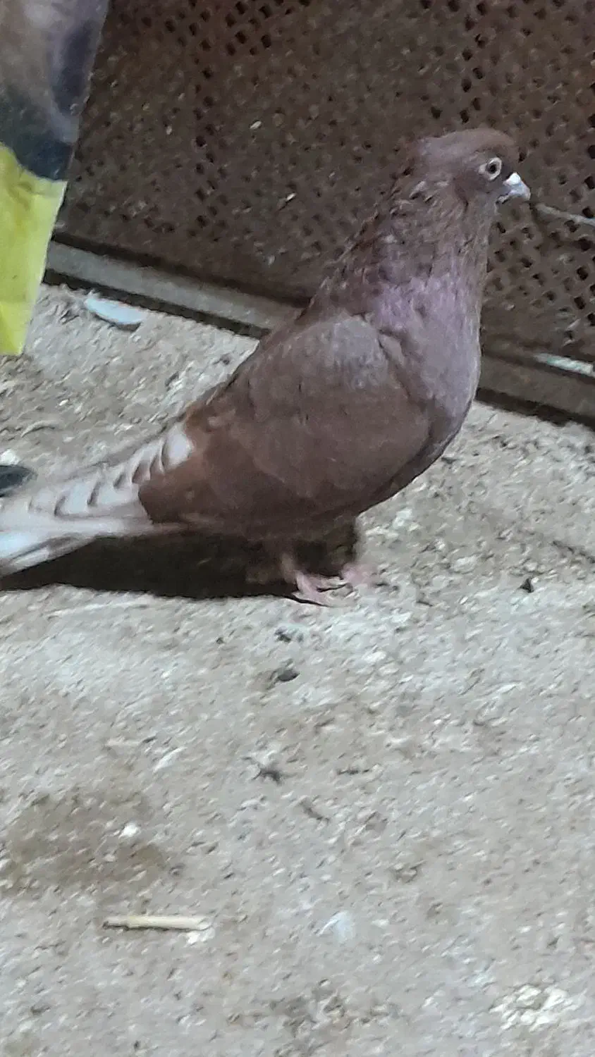 کبوتر|پرنده|گرگان, |دیوار