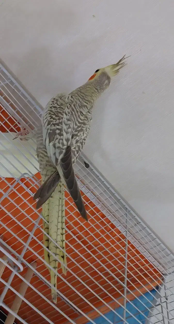 عروس هلندی|پرنده|مشهد, چهارچشمه|دیوار