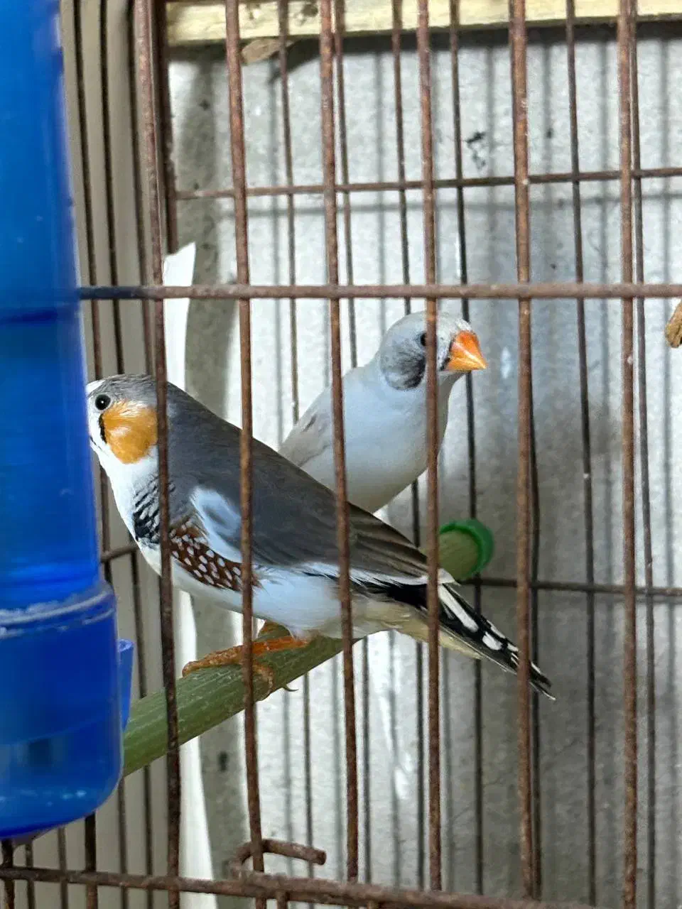 فنچ مولد|پرنده|رشت, بوسار|دیوار