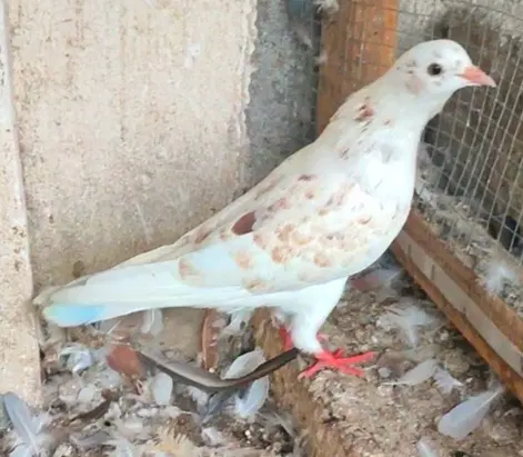 تضمینی|پرنده|علی‌آباد کتول, |دیوار
