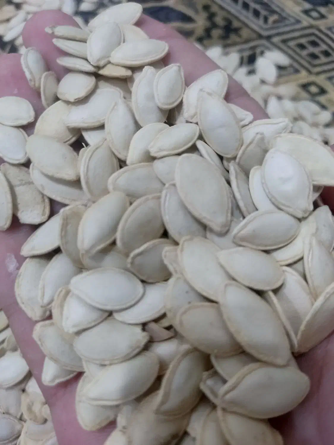 تخم کدو|خوردنی و آشامیدنی|پارسآباد, |دیوار