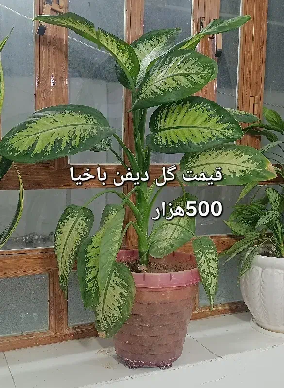 گل طبیعی|گل و گیاه طبیعی|ایلام, |دیوار