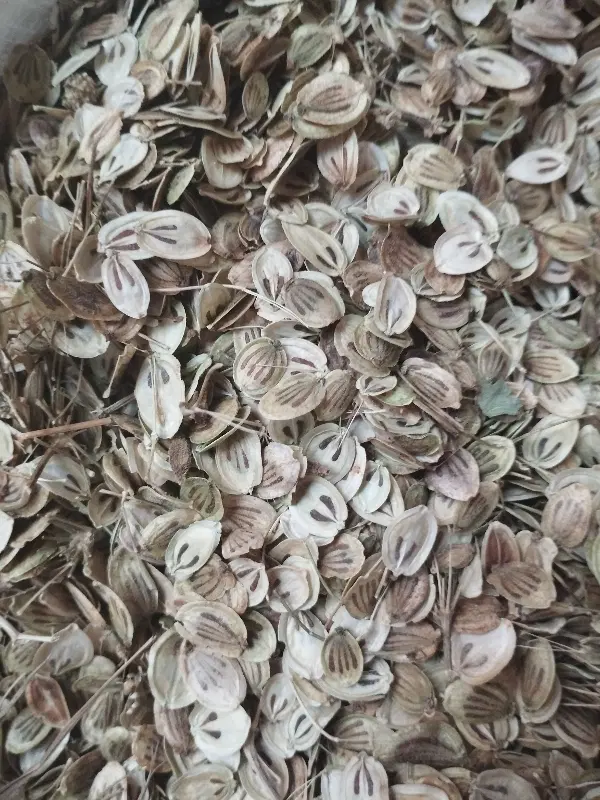 گلپر|خوردنی و آشامیدنی|محمدیه-قزوین, |دیوار