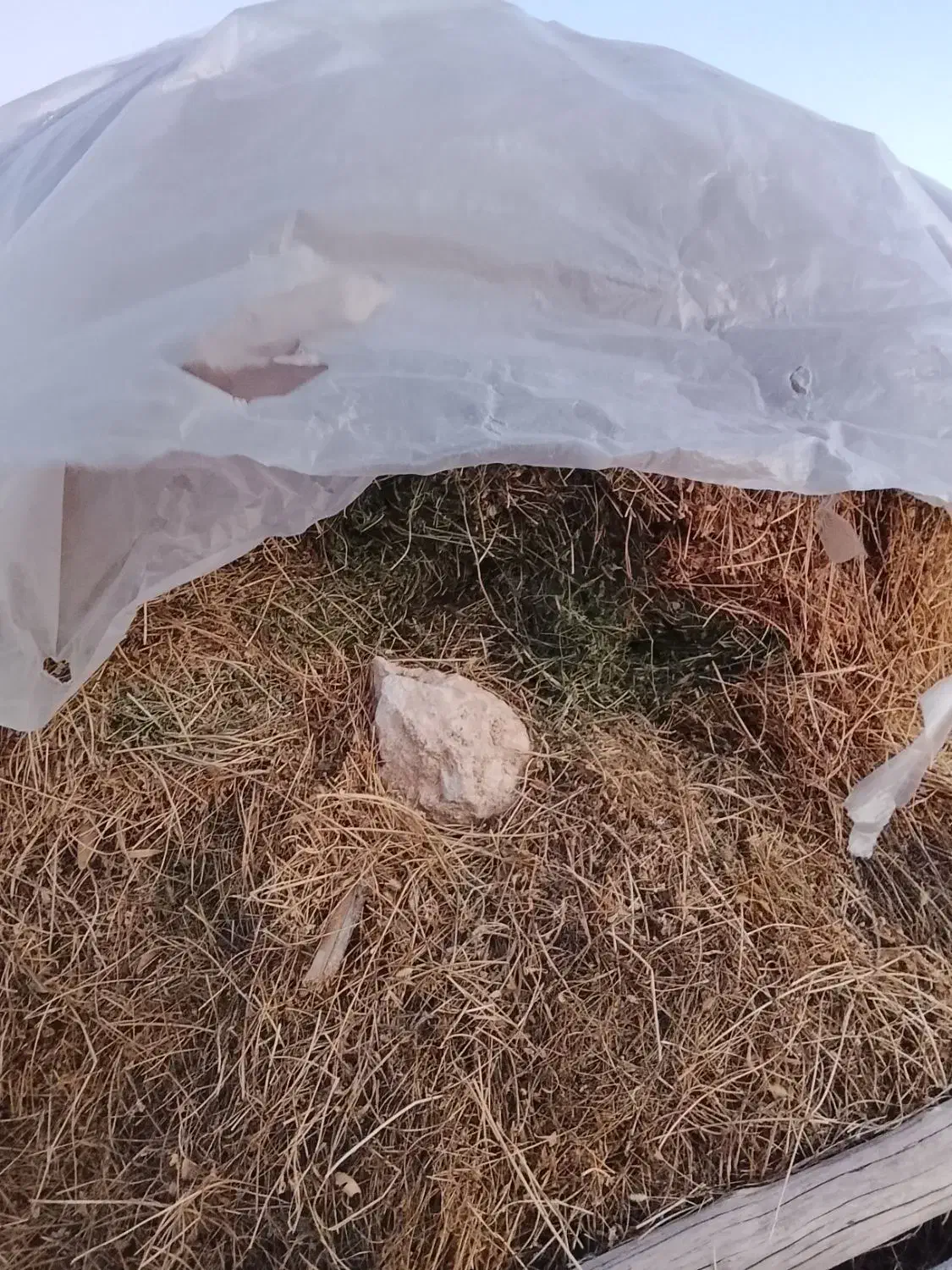 علف خشک|لوازم جانبی حیوانات|محمدیار, |دیوار