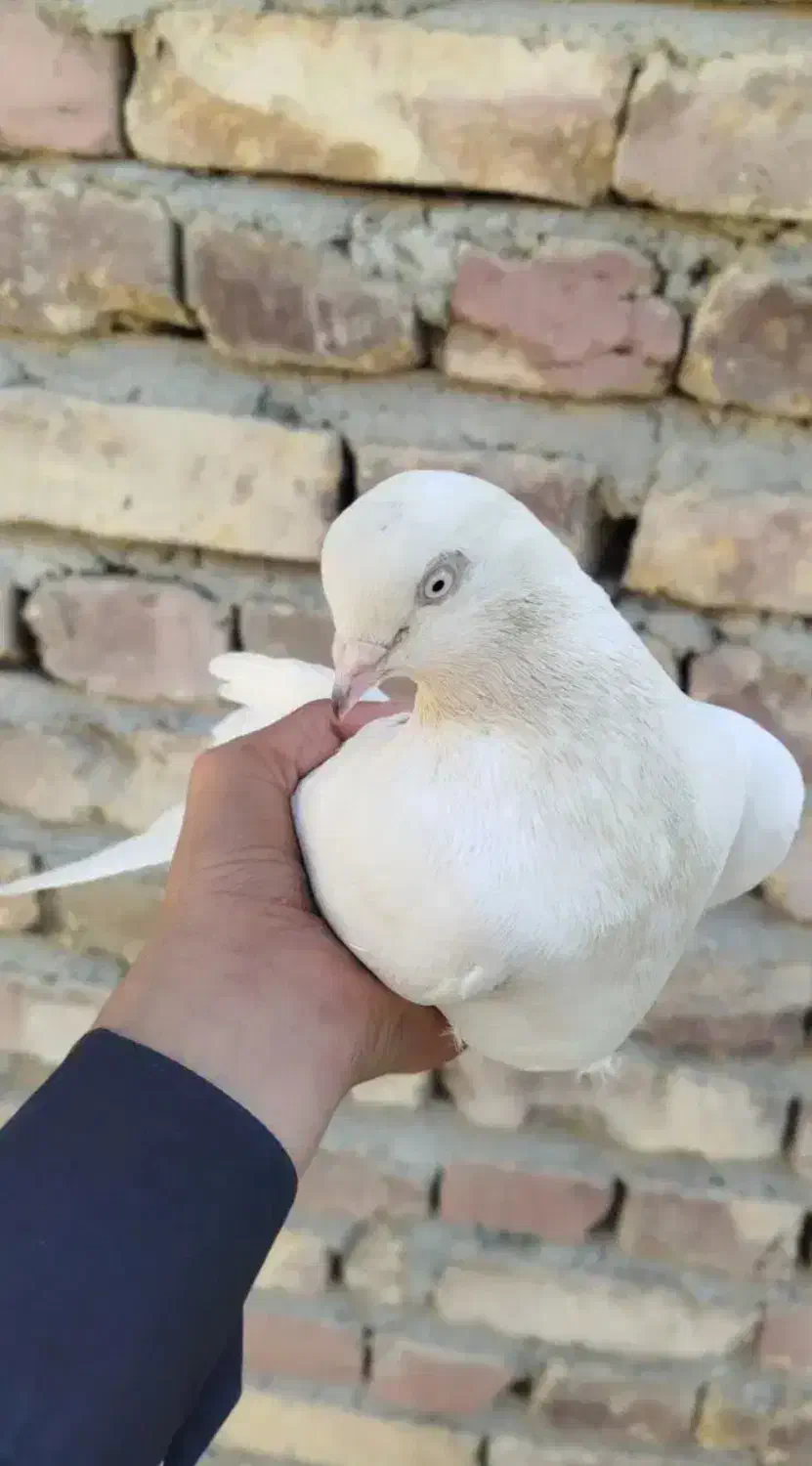 کبوتر نر|پرنده|سراوان, |دیوار