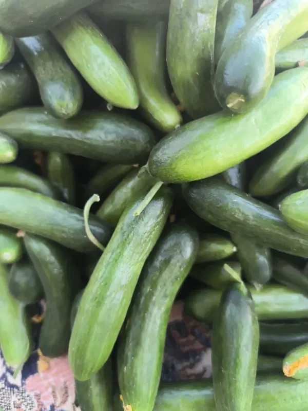 خیار|خوردنی و آشامیدنی|سنندج, |دیوار