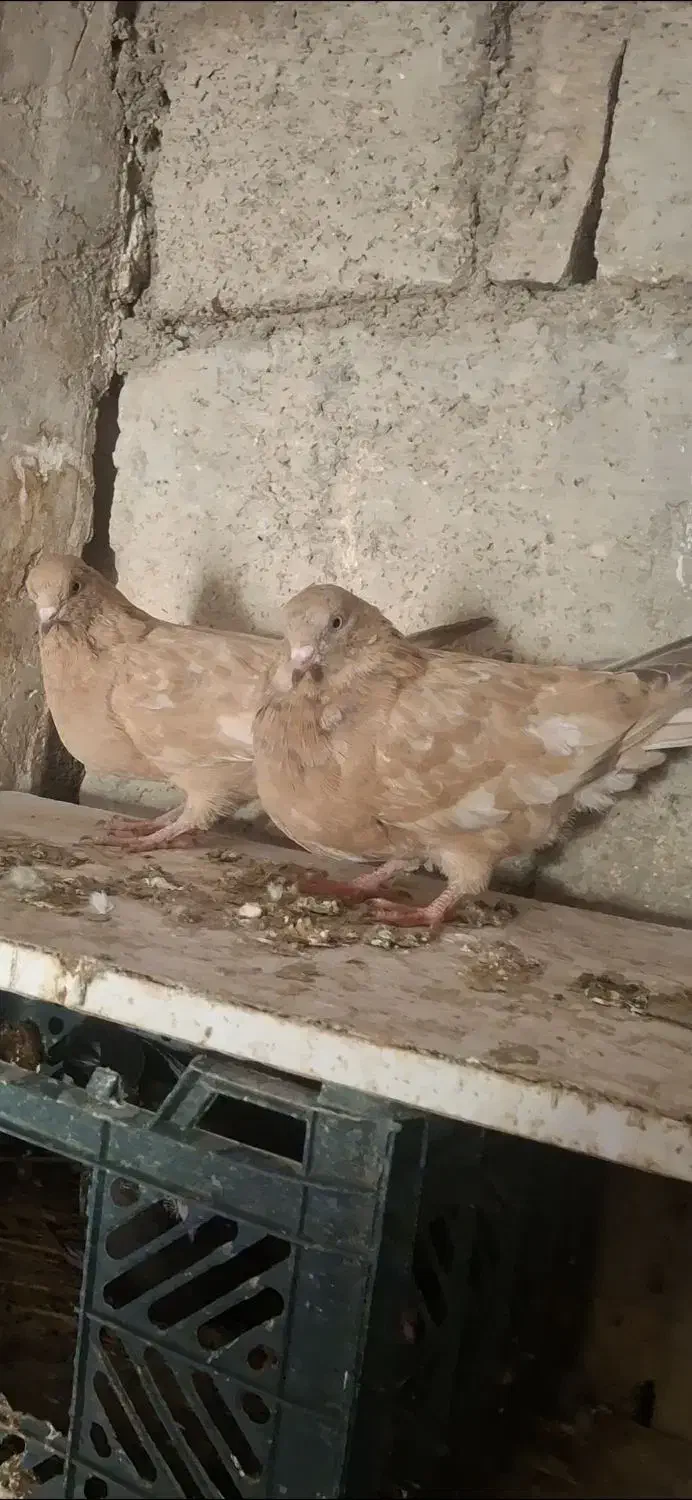 کله ای|پرنده|امیدیه, |دیوار