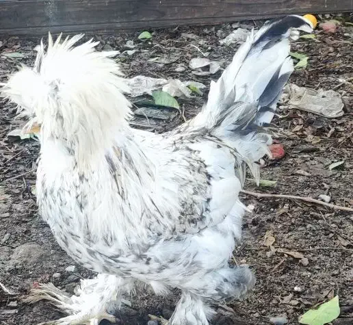 سلطان|حیوانات مزرعه|سرخنکلاته, |دیوار