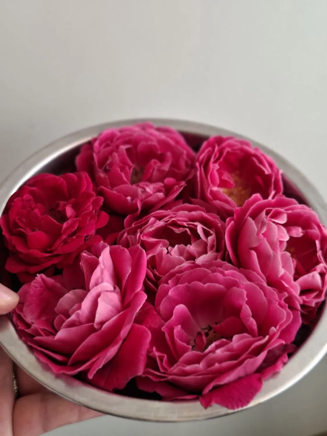 قوطی|ظروف نگهدارنده، پلاستیکی، یک‌بارمصرف|ایذه, |دیوار