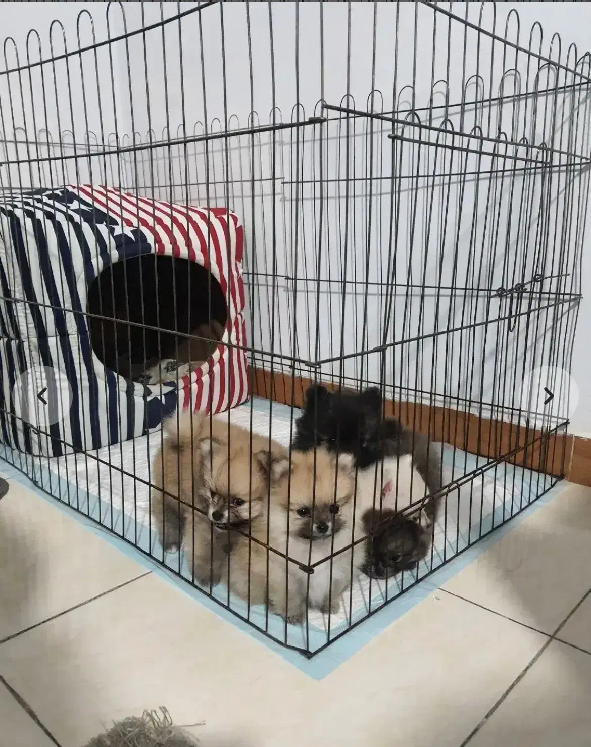 سگ پامر|سگ|تهران, جمهوری|دیوار