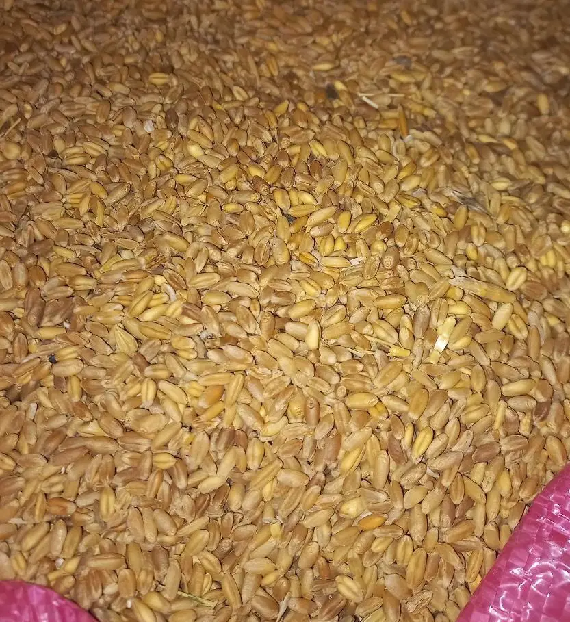 گندم|خوردنی و آشامیدنی|نیشابور, پاستور|دیوار
