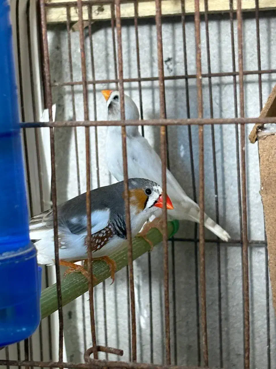 فنچ مولد|پرنده|رشت, بوسار|دیوار