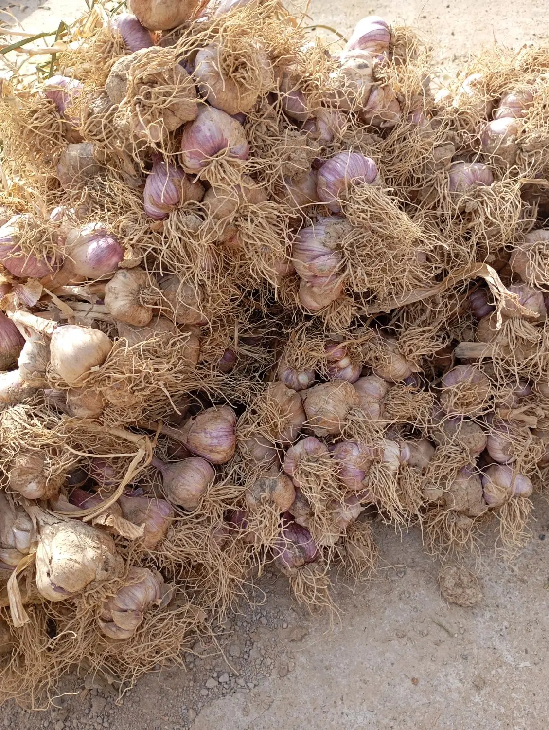 سیر محلی|خدمات باغبانی و درختکاری|کاکی, |دیوار