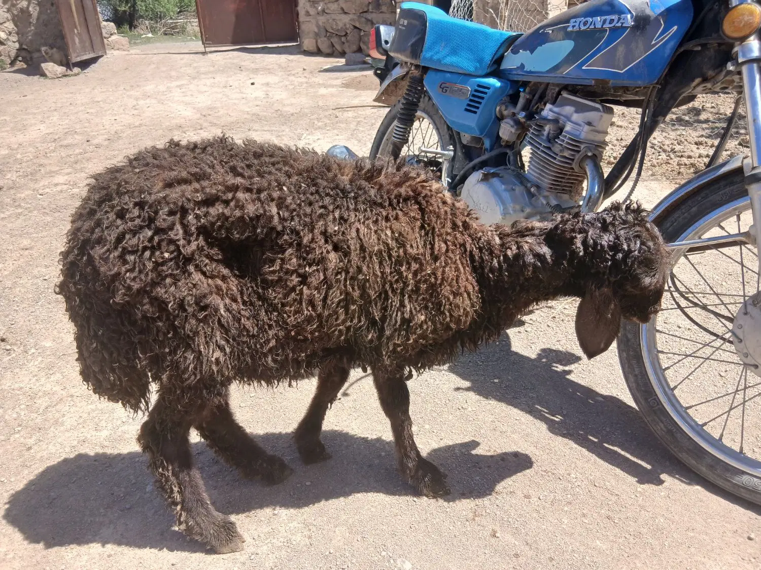 بره|حیوانات مزرعه|سراب, |دیوار