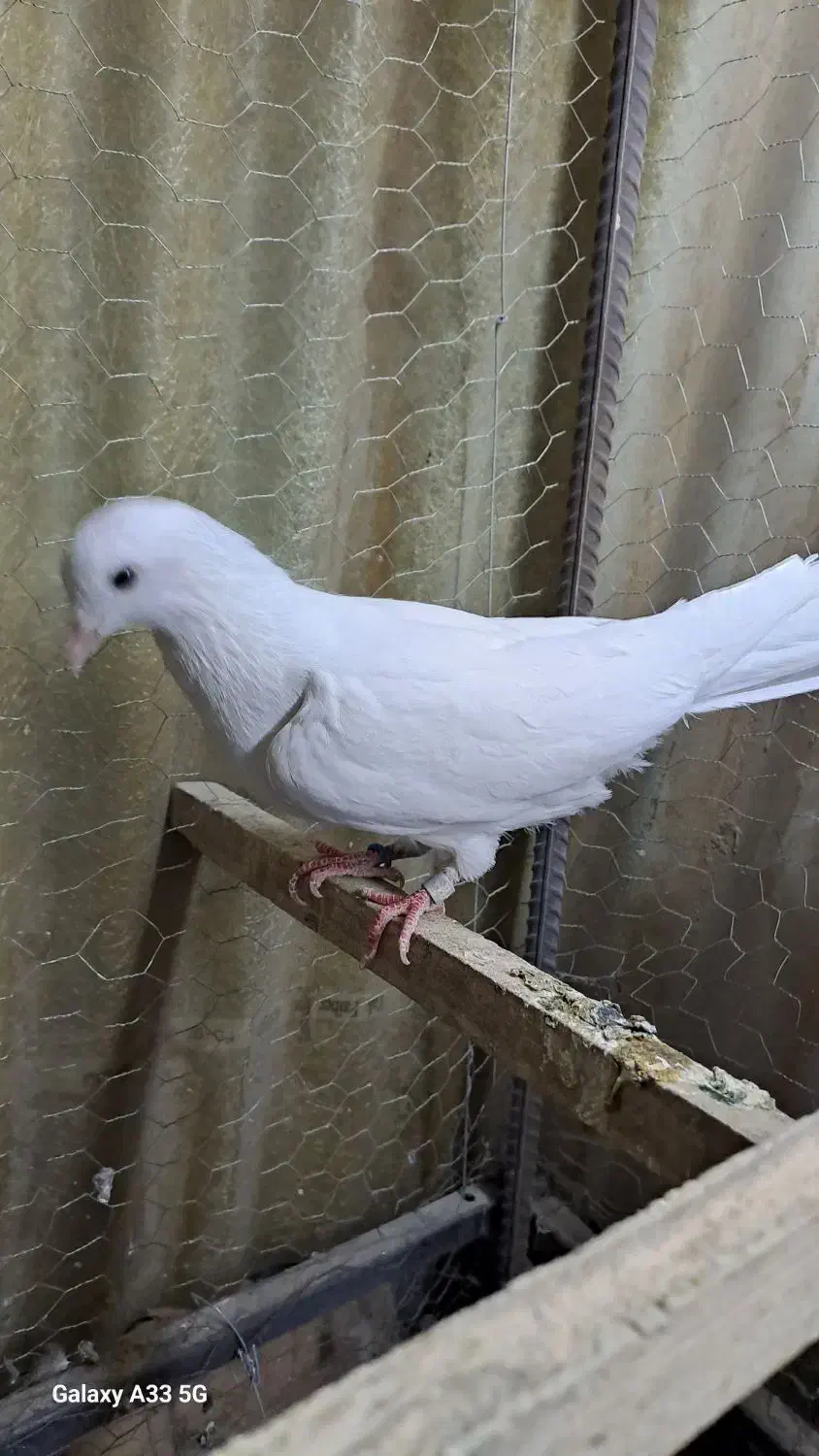 کبوتر|حیوانات|تهران, فلاح|دیوار