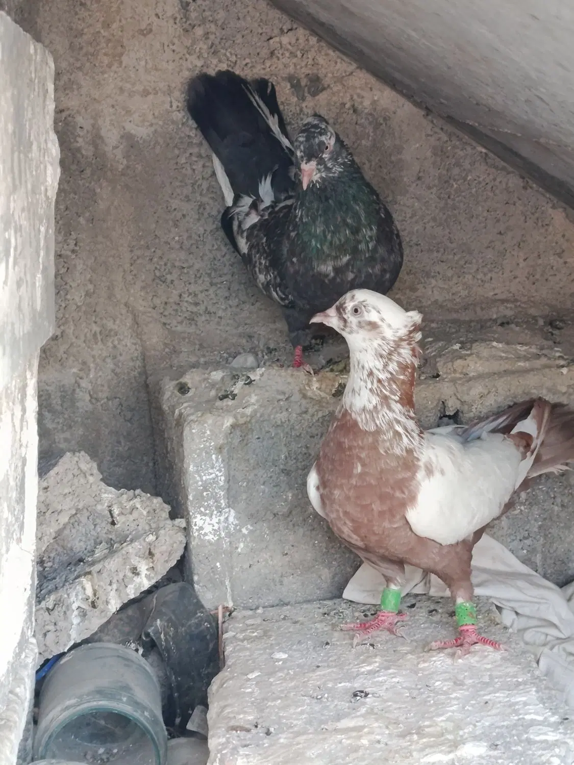 کبوتر|پرنده|اسیر, |دیوار