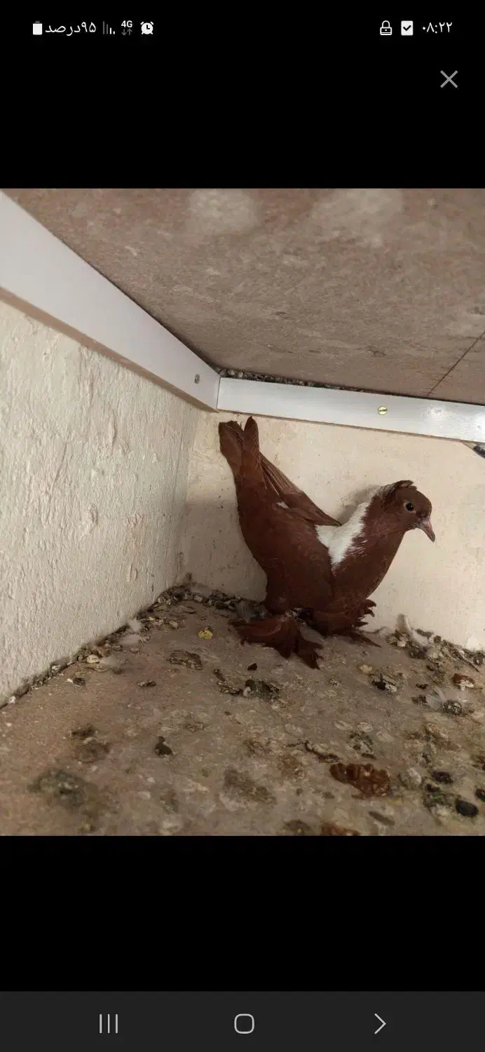 طوقی|حیوانات|اردبیل, |دیوار