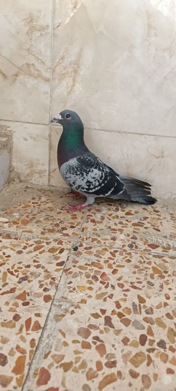کبوتر|پرنده|کارون, |دیوار