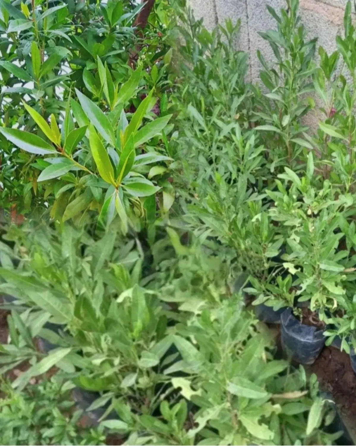نهال|گل و گیاه طبیعی|مسجد سلیمان, |دیوار