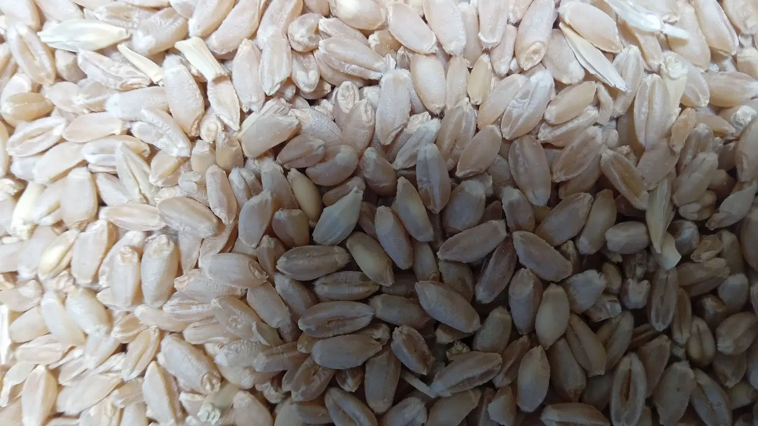 گندم|خوردنی و آشامیدنی|مبارکه, |دیوار