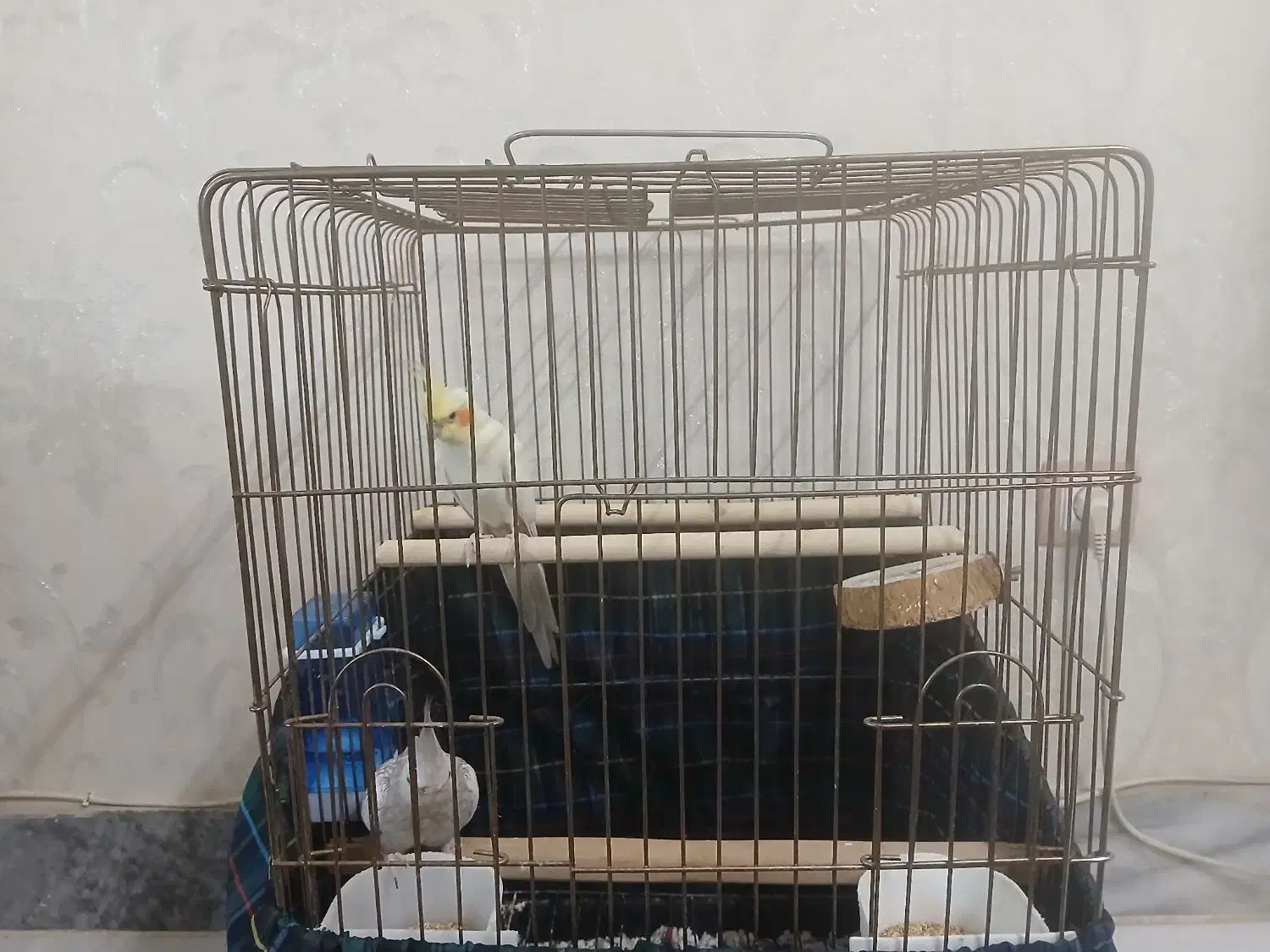 عروس هلندی|پرنده|مشکین‌دشت, |دیوار