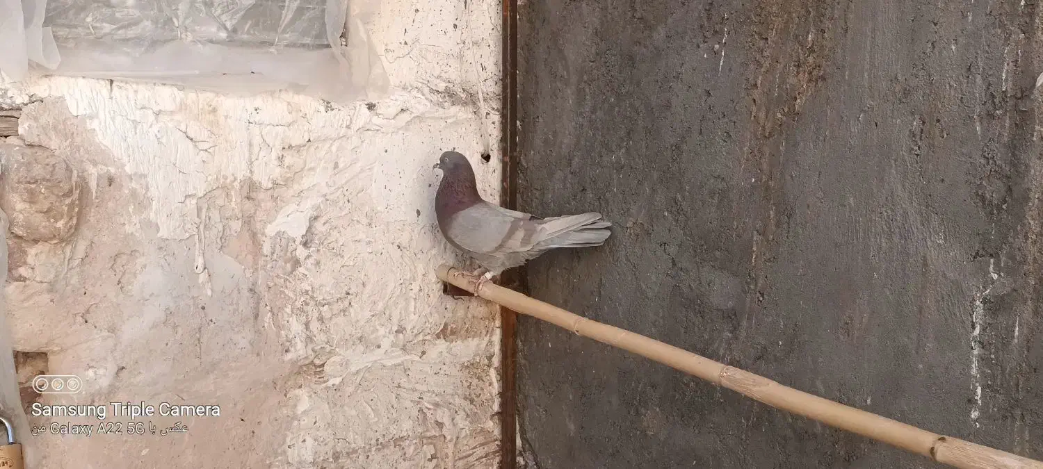 نر مسجدی|پرنده|سیرجان, |دیوار