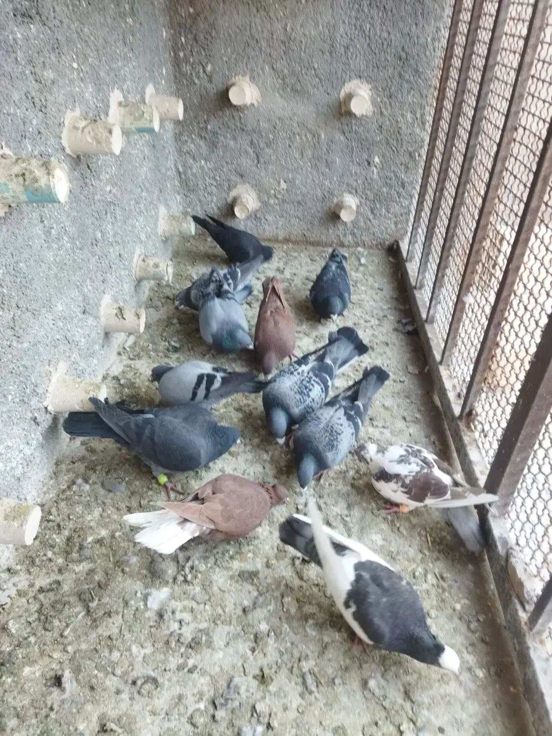 کفتر|پرنده|نیشابور, مازول|دیوار