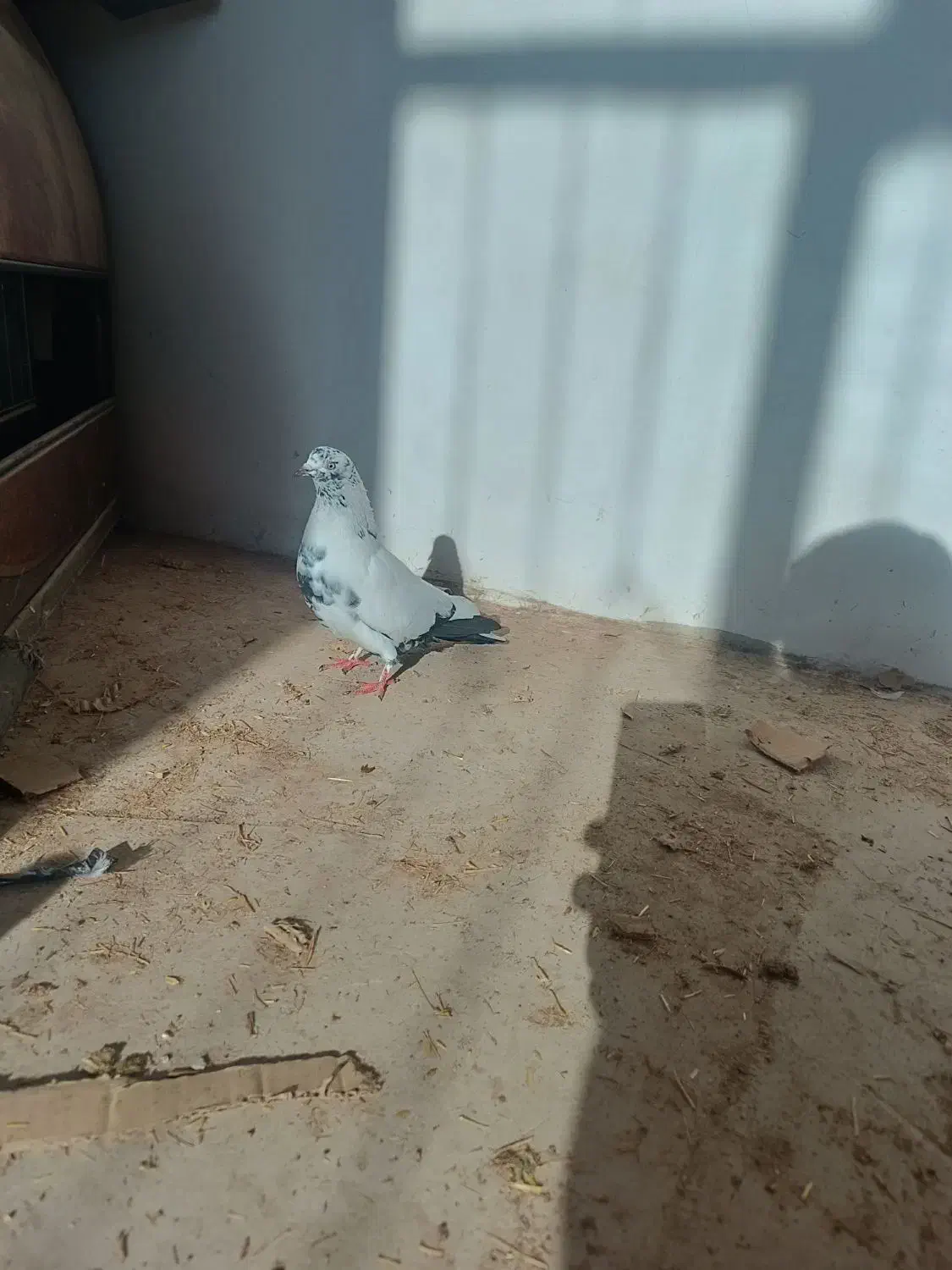 دو کبوتر|پرنده|مرند, |دیوار