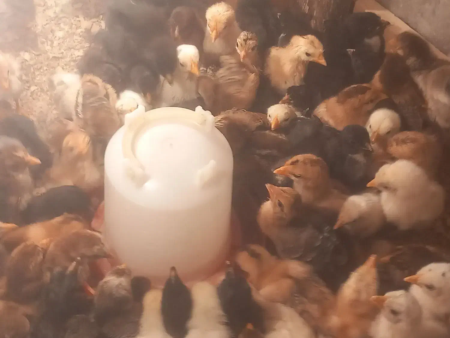 جوجه محلی|حیوانات مزرعه|رشت, آزادگان|دیوار