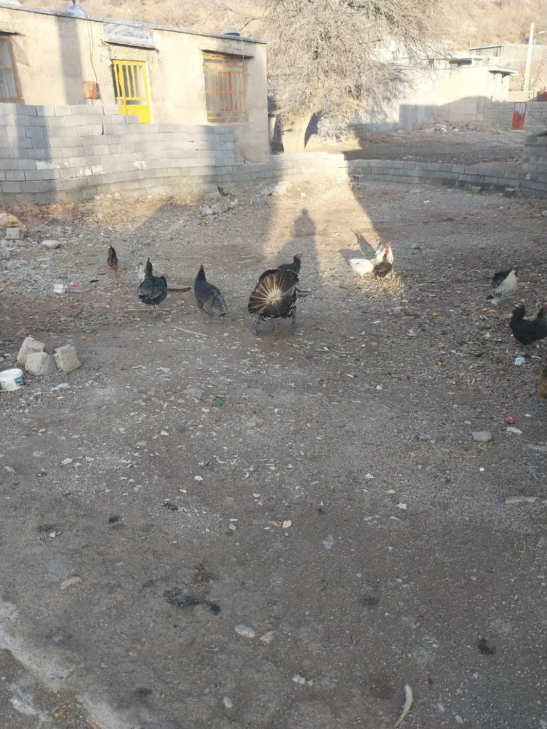 بوقلمون|حیوانات مزرعه|یاسوج, |دیوار