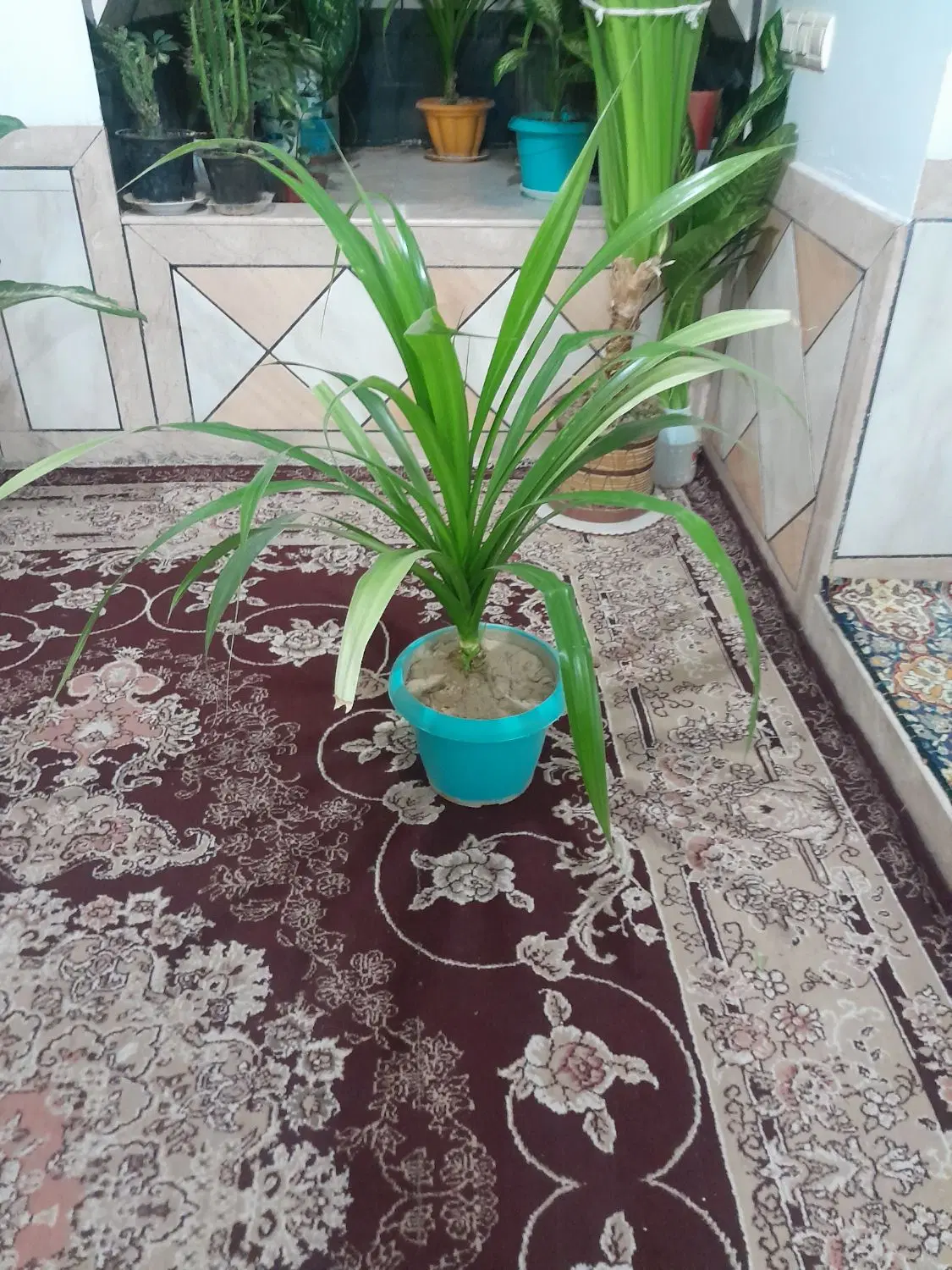 گلل|گل و گیاه طبیعی|کازرون, |دیوار
