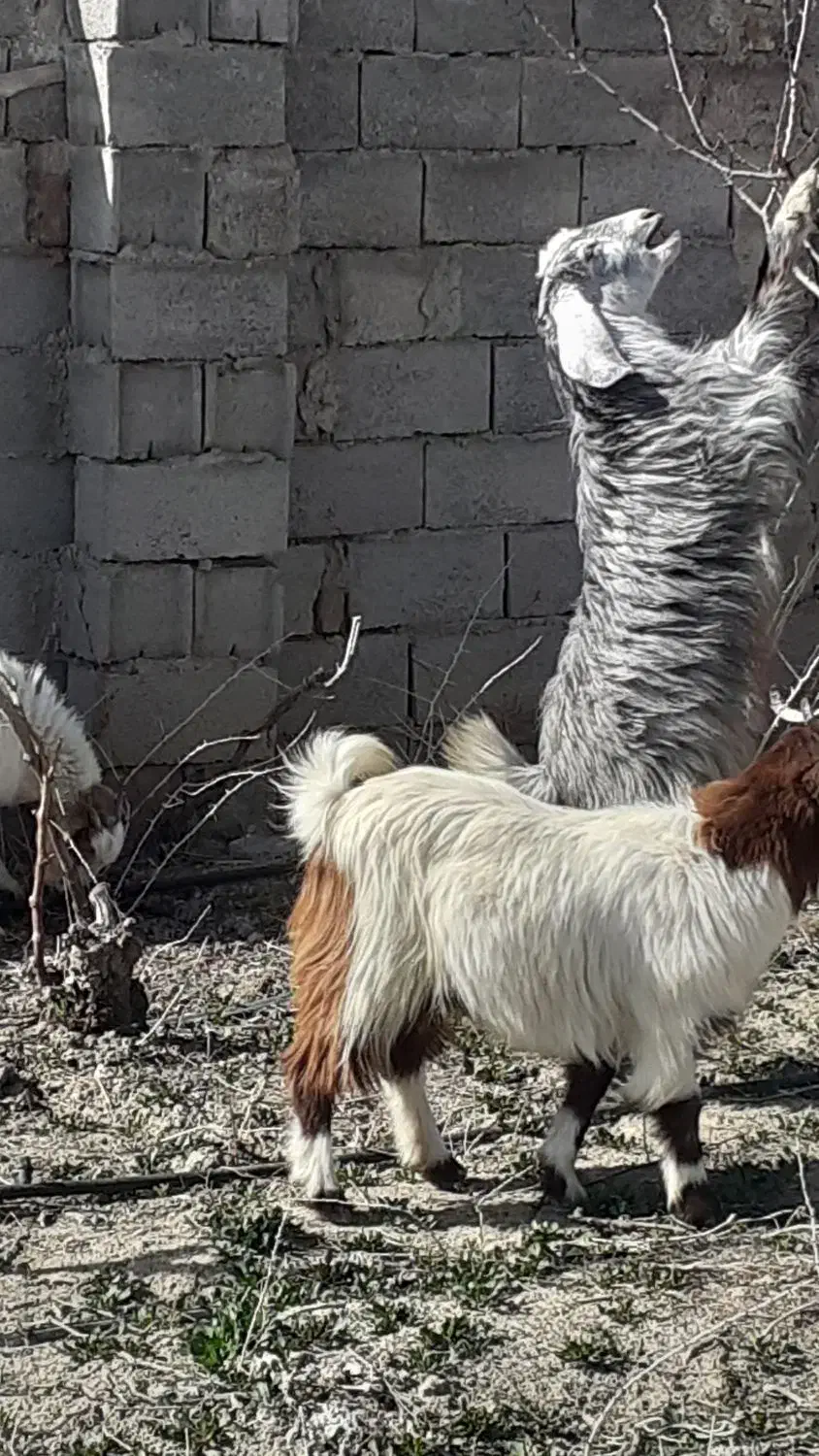 بزغاله ی چاووش سه عدد|حیوانات مزرعه|نیشابور, شهرک رضوی|دیوار