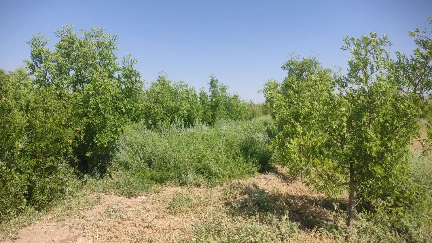 تصویر 2