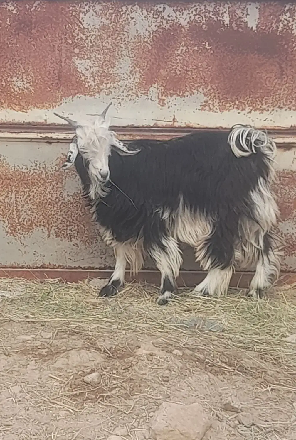 کهره نر|حیوانات مزرعه|جنت, |دیوار