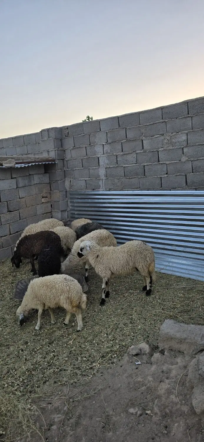 بره|حیوانات مزرعه|یزدان شهر, |دیوار