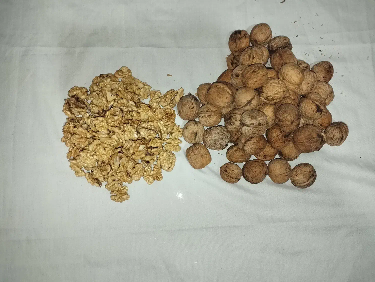 گردو|خوردنی و آشامیدنی|قدس, شهرقدس|دیوار