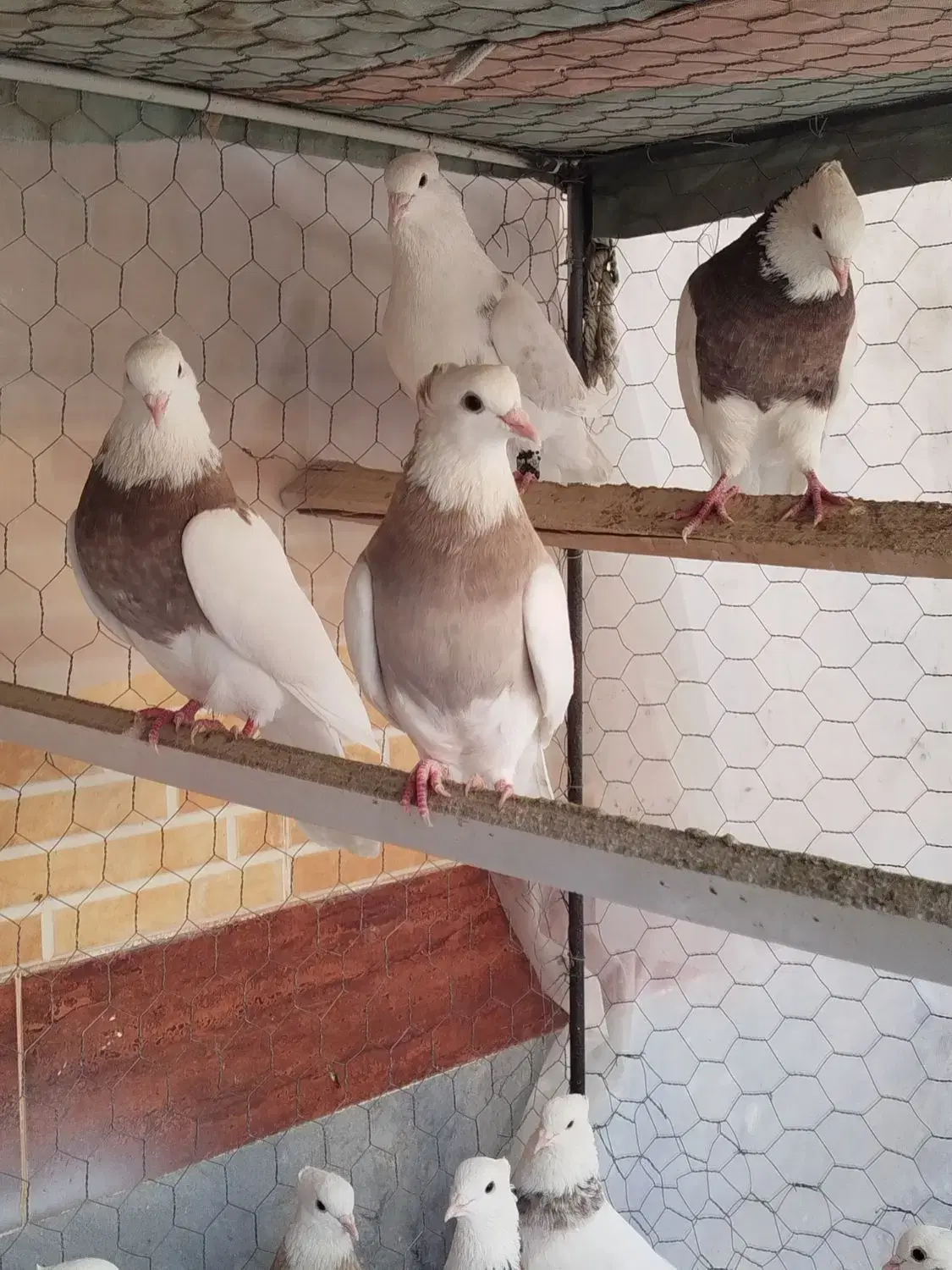طوقی|پرنده|مبارکه, |دیوار
