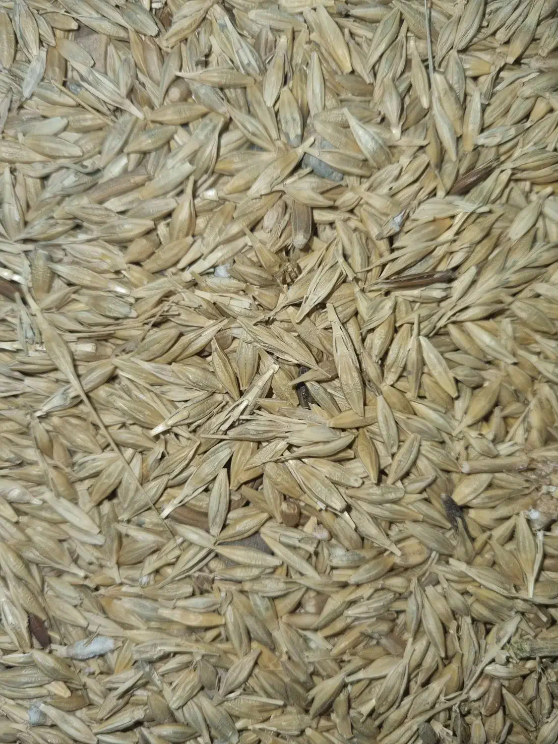 جو چاق|کالسکه و لوازم جانبی|اراک, |دیوار