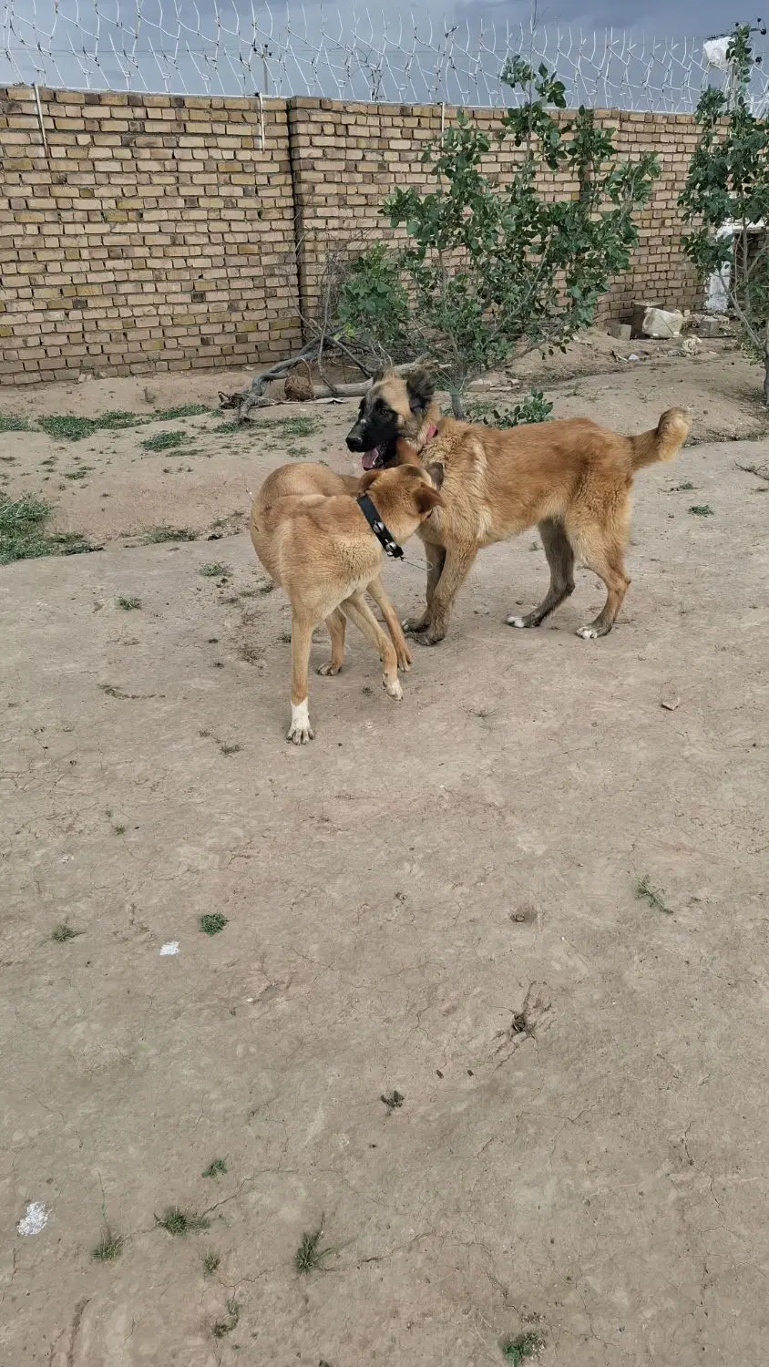 کوچوک|سگ|تایباد, |دیوار