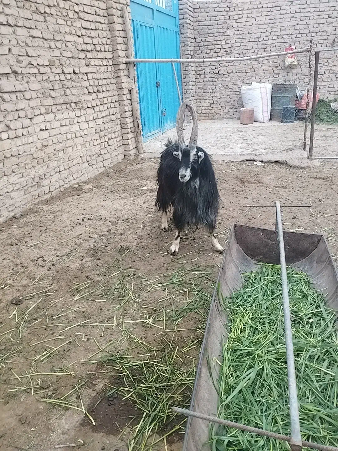 نر بز|حیوانات مزرعه|جوادآباد, |دیوار